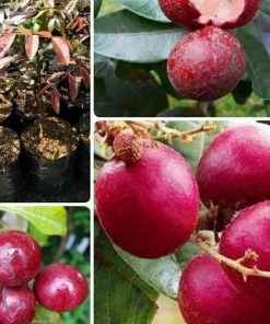 jual tanaman buah klengkeng kelengkeng merah ruby longan besar Kotawaringin Timur