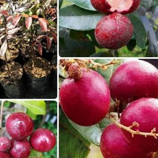 jual tanaman buah klengkeng kelengkeng merah ruby longan besar Kotawaringin Timur