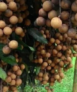 jual tanaman buah klengkeng new kristalin Halmahera Barat