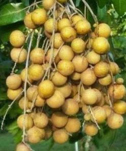 jual tanaman buah klengkeng new kristalin Sampang