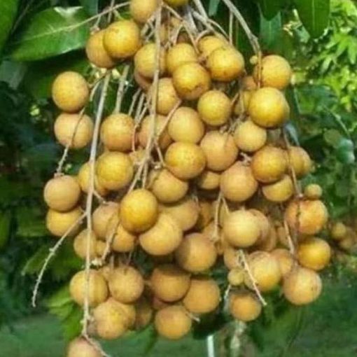 jual tanaman buah klengkeng new kristalin Sampang