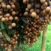jual tanaman buah klengkeng new kristalin Tanjung Pinang