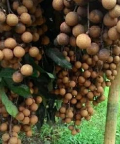 jual tanaman buah klengkeng new kristalin Tanjung Pinang