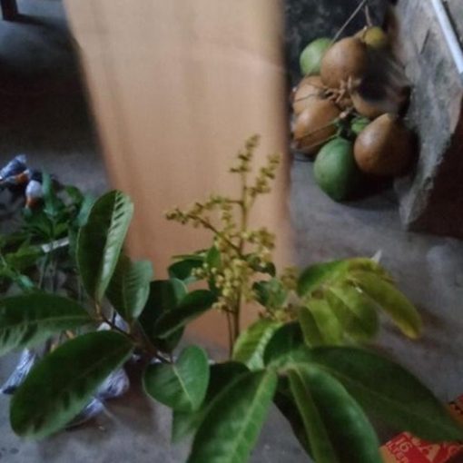 jual tanaman buah klengkeng sudah berbunga bisa tambulapot Jembrana