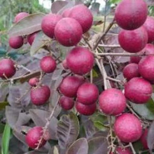 jual tanaman buah lengkeng merah ruby Ogan Komering Ilir
