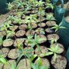 jual tanaman buah mangga agrimania okulasi cepat berbuah Bireuen