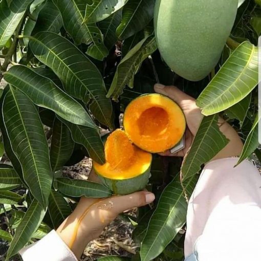 jual tanaman buah mangga alpukat Jambi