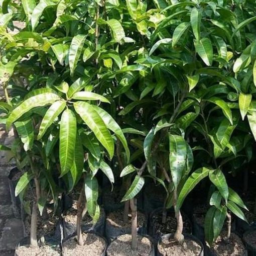 jual tanaman buah mangga alpukat Mamberamo Tengah