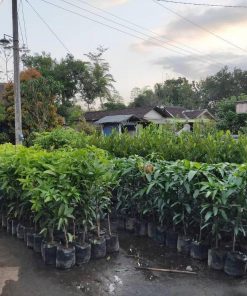 jual tanaman buah mangga alpukat stek sambung cepat berbuah Minahasa