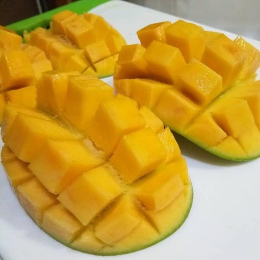 jual tanaman buah mangga alpukat stek sambung cepat berbuah Teluk Wondama