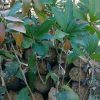 jual tanaman buah mangga kasturi okulasi cepat berbuah Boalemo