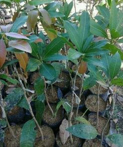 jual tanaman buah mangga kasturi okulasi cepat berbuah Boalemo