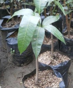 jual tanaman buah mangga mahatir hasil okulasi Bolaang Mongondow Timur