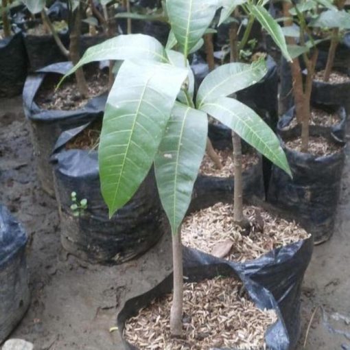 jual tanaman buah mangga mahatir hasil okulasi Bolaang Mongondow Timur