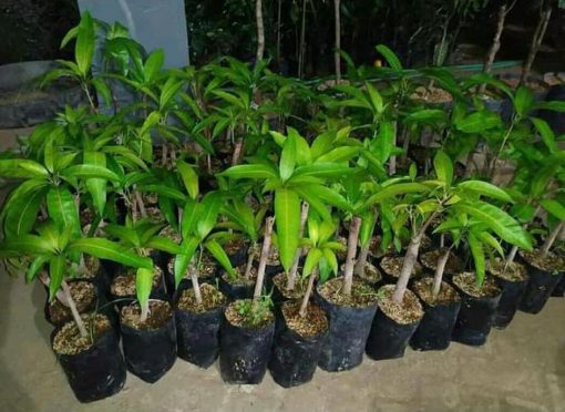 jual tanaman buah mangga red emperor pohon unggul Kepulauan Meranti