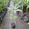 jual tanaman buah mangga red emperor pohon unggul Nagan Raya