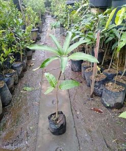 jual tanaman buah mangga red emperor pohon unggul Nagan Raya