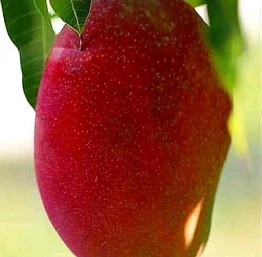 jual tanaman buah mangga red emperor pohon unggul Seram Bagian Timur