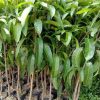 jual tanaman buah mangga red ivory supermurah Timor Tengah Utara