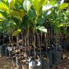 jual tanaman buah nangkadak super asli hasil persilangan nangka cempedak Sekadau
