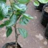 jual tanaman buah pir hijau asia cangkok unggul Tarakan