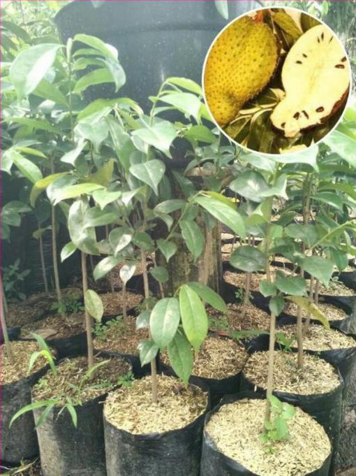 jual tanaman buah sirsak kuning golden harum Batam