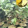 jual tanaman buah sirsak kuning golden harum unggul Denpasar