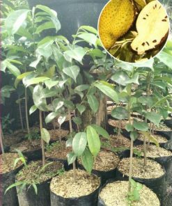 jual tanaman buah sirsak kuning golden harum unggul Denpasar