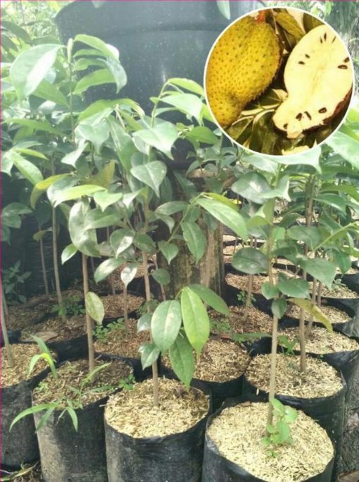 jual tanaman buah sirsak kuning golden okulasi unggul original Lombok Barat