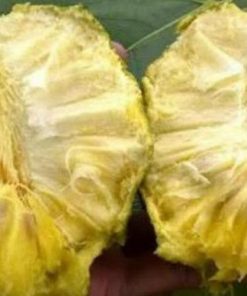 jual tanaman buah sirsak kuning Jakarta Selatan