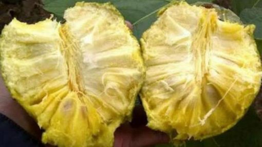 jual tanaman buah sirsak kuning Jakarta Selatan