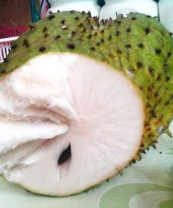 jual tanaman buah sirsak madu Lamongan