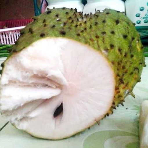 jual tanaman buah sirsak madu Lamongan