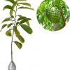 jual tanaman buah sirsak madu Lingga