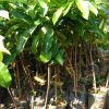 jual tanaman buah sirsak madu Makassar