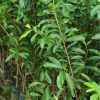 jual tanaman buah sirsak merah Badung