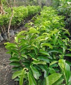 jual tanaman buah sirsak ratu super unggul okulasi murah Kepulauan Mentawai