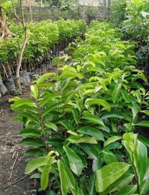 jual tanaman buah sirsak ratu super unggul okulasi murah Kepulauan Mentawai