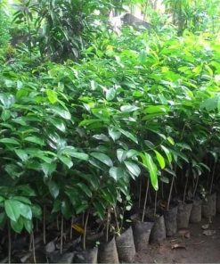 jual tanaman buah sirsak ratu super unggul okulasi murah Pekanbaru