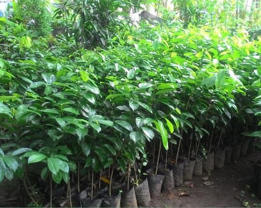 Gambar Produk jual tanaman buah sirsak ratu super unggul okulasi murah Pekanbaru