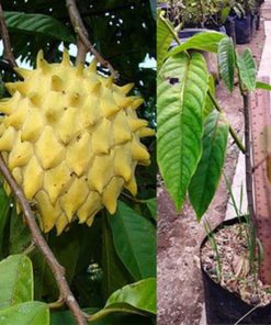 jual tanaman buah srikaya biriba Aceh Barat Daya