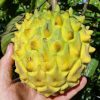 jual tanaman buah srikaya biriba Natuna
