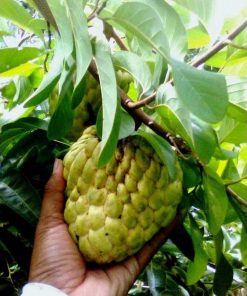 jual tanaman buah srikaya jumbo 60cm Lumajang