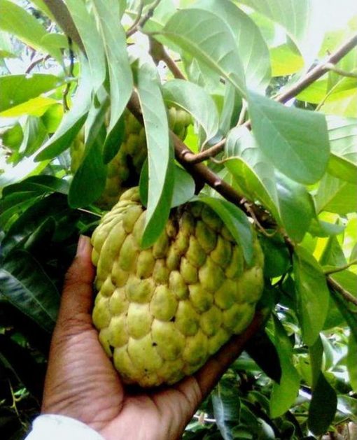 jual tanaman buah srikaya jumbo 60cm Lumajang