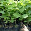 jual tanaman buah srikaya jumbo australia okulasi cepat berbuah unggul bisa Deli Serdang