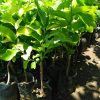 jual tanaman buah srikaya jumbo cepat berbuah hasil okulasi Pahuwato