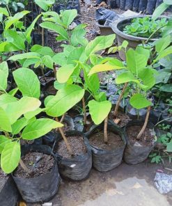 jual tanaman buah srikaya jumbo Kepulauan Talaud