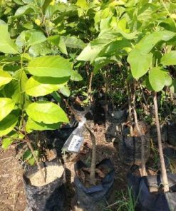 jual tanaman buah srikaya jumbo manis Lampung Utara