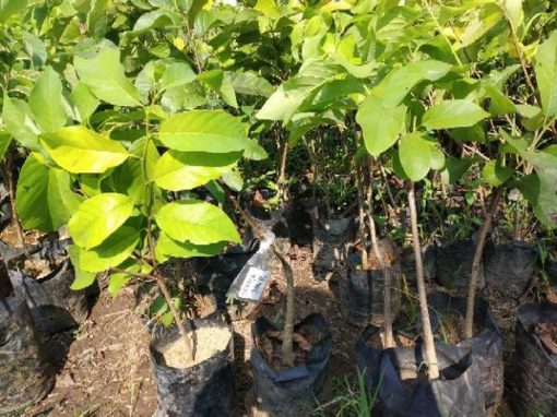 jual tanaman buah srikaya jumbo manis Lampung Utara