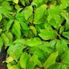 jual tanaman buah srikaya jumbo Nias